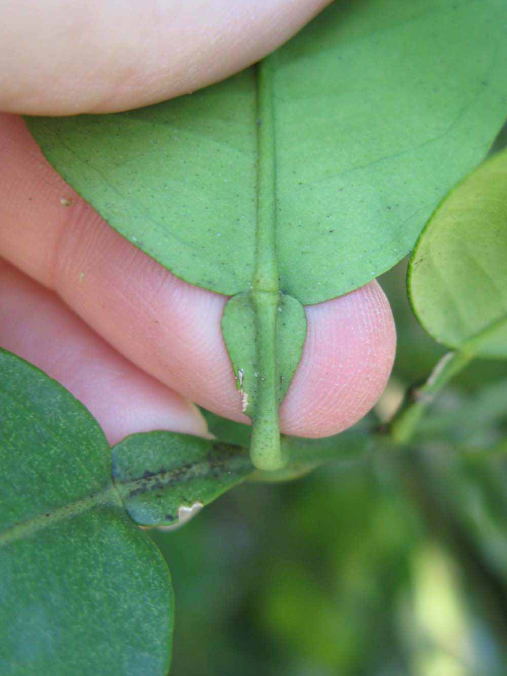              Petiole (Winter Haven, FL)       